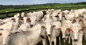 Exportações firmes garantem fôlego ao mercado de boi, apesar de oferta maior e ajustes nos preços