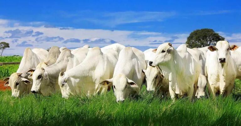 Capa Matéria Calor gado