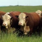 Carne Certificada Hereford registra recorde de exportações e alcança oito mercados internacionais