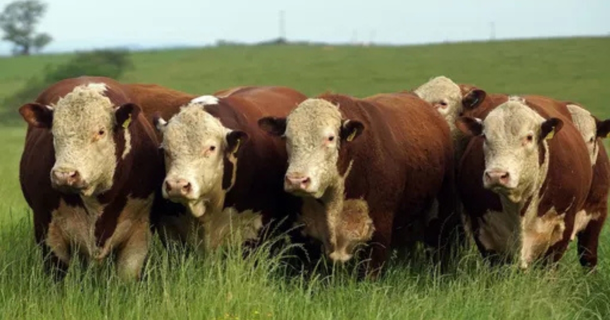Carne Certificada Hereford