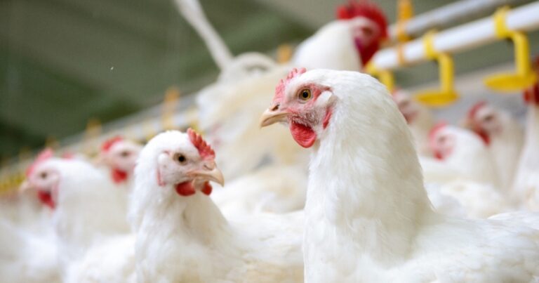 Manejo do frango de corte moderno será tema do 26º Simpósio Brasil Sul de Avicultura