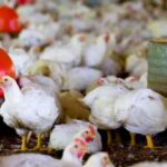 Superávit do agro paulista chega a US$ 10,38 bilhões no primeiro semestre de 2026, com destaque para carnes