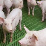 Suinocultura deve atingir nova produção recorde em 2026