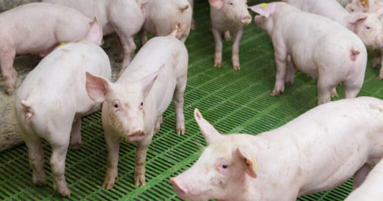 Suinocultura deve atingir nova produção recorde em 2026