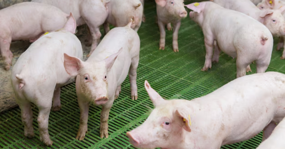 produção de carne suína