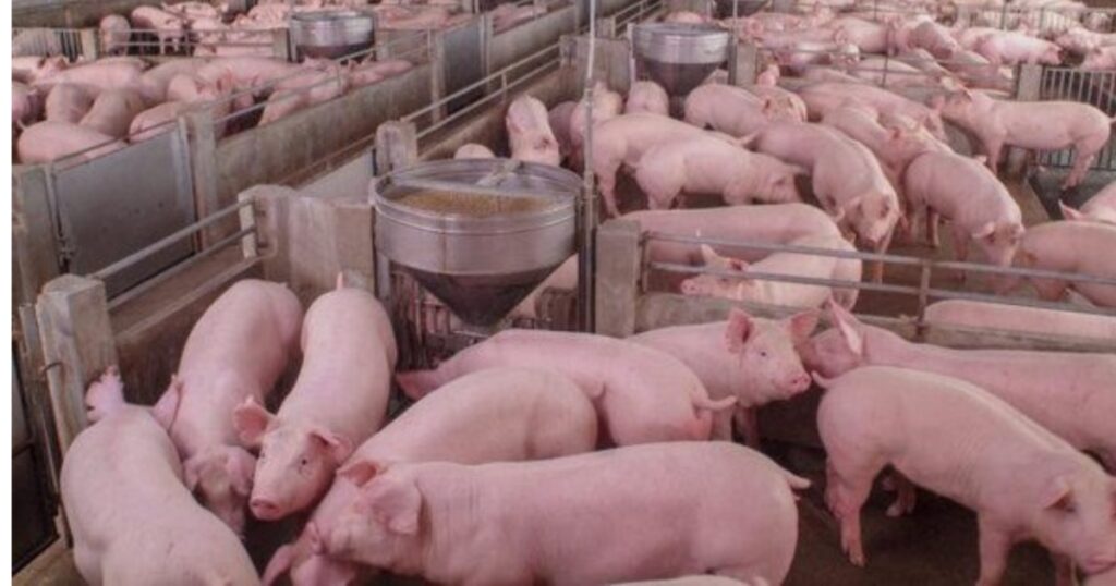 produção de carne suína