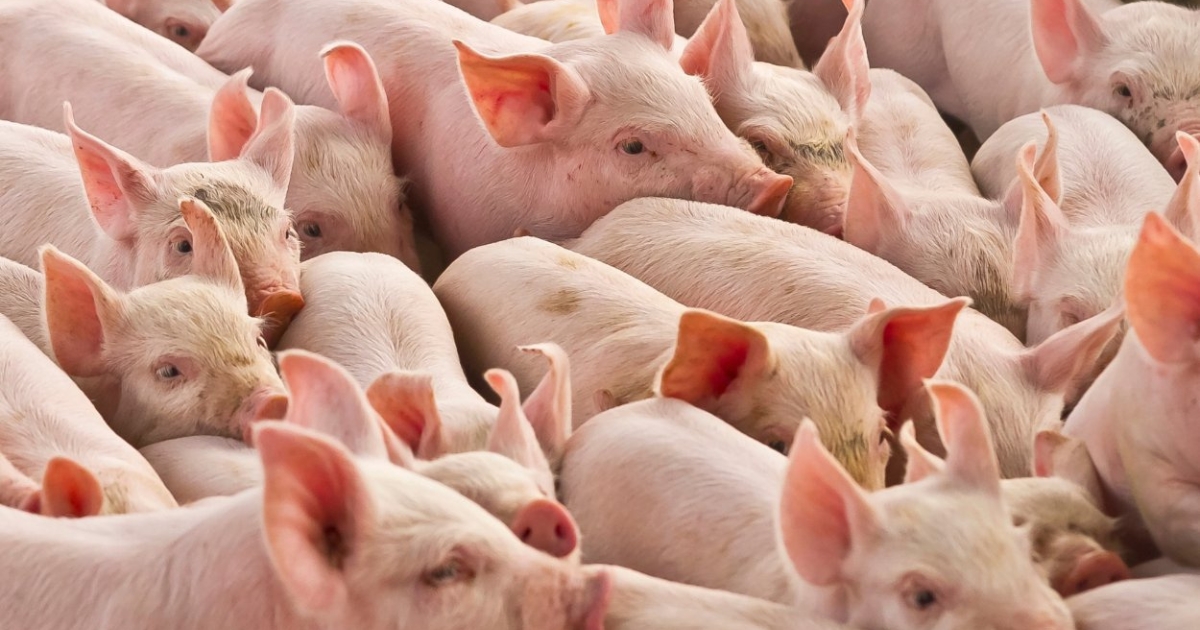 exportações carne suína