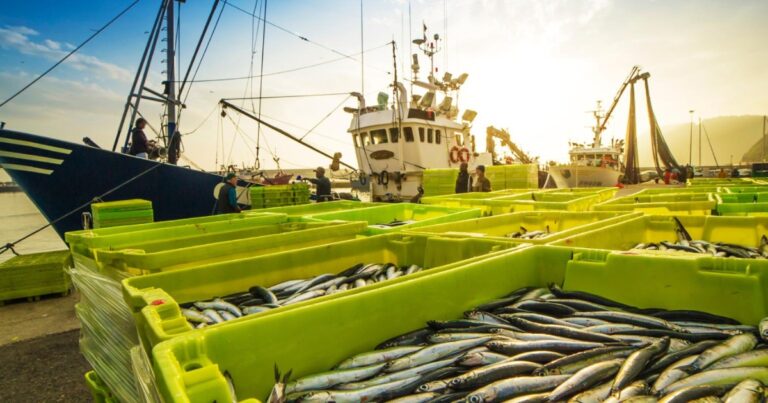 Brasil avança na exportação de pescado e reforça competitividade da cadeia