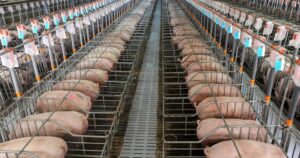 FACTA promove live técnica sobre nova certificação para granjas de reprodutores suínos