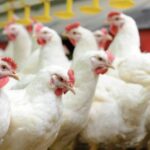 Mercado avícola inicia a semana com estabilidade nos preços de frango