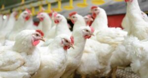 Oferta interna de frango recua e preços ganham fôlego