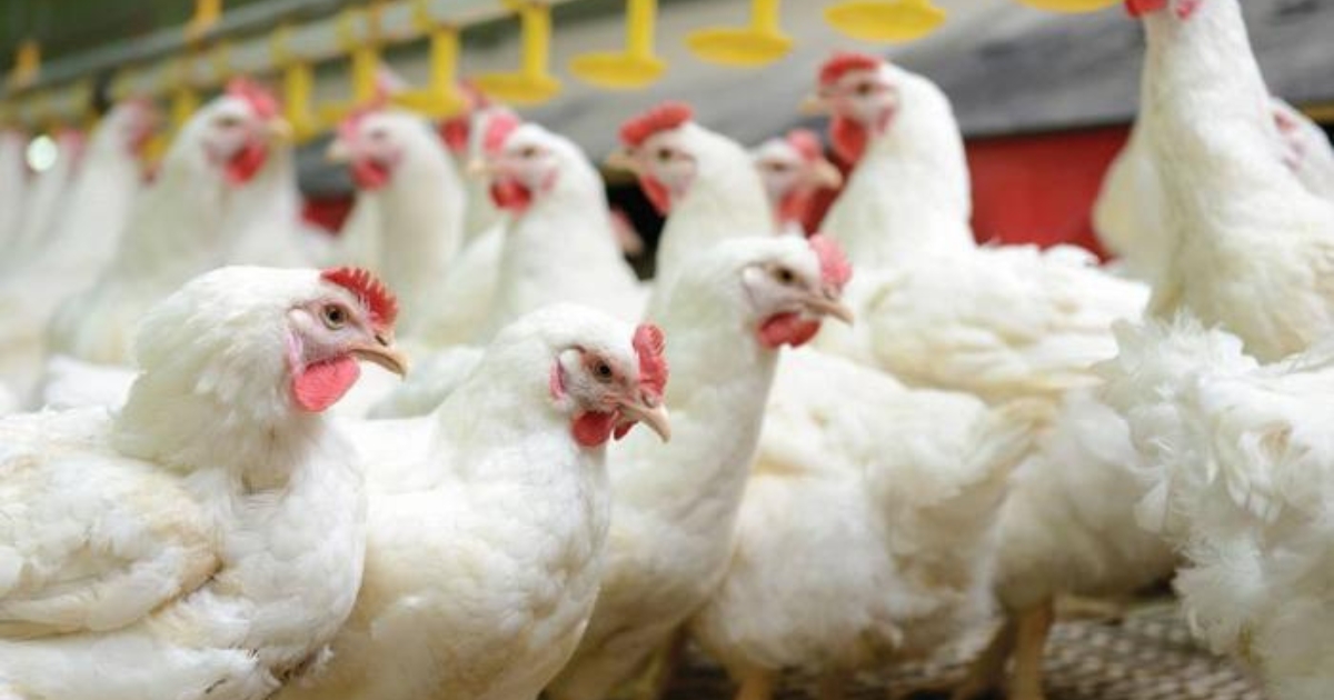 mercado de frango