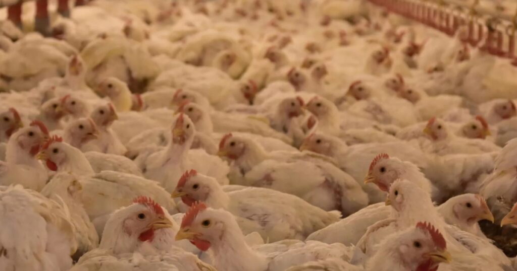 mercado de frango