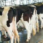 Pesquisadora da Embrapa Gado de Leite integra iniciativa global de diretrizes alimentares