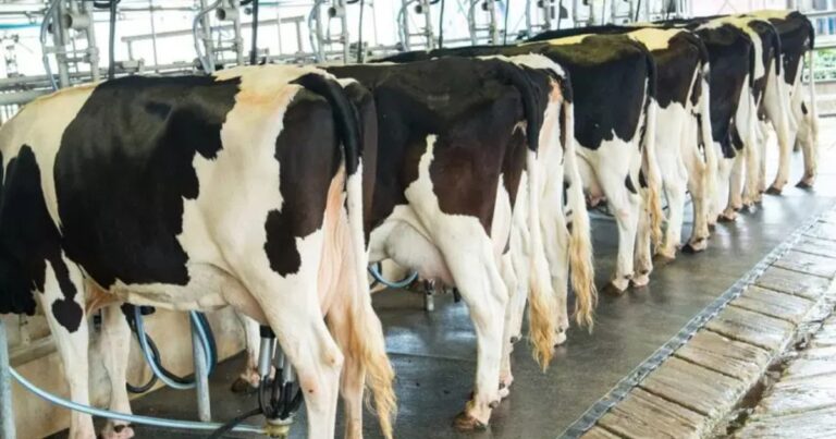 Pesquisadora da Embrapa Gado de Leite integra iniciativa global de diretrizes alimentares