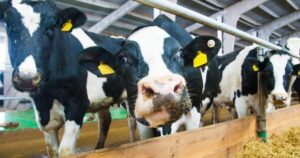 Gadolando cobra medidas de apoio à cadeia leiteira durante Prêmio Destaque Holandês 2025