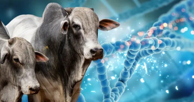 Embriões, genética bovina e sementes ampliam presença do agro brasileiro no exterior