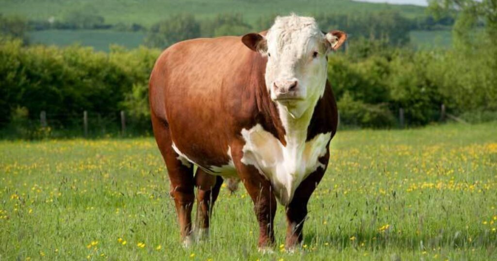 Hereford e Braford em 2025