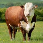 ABHB divulga programação da 20ª Exposição Nacional Hereford e Braford