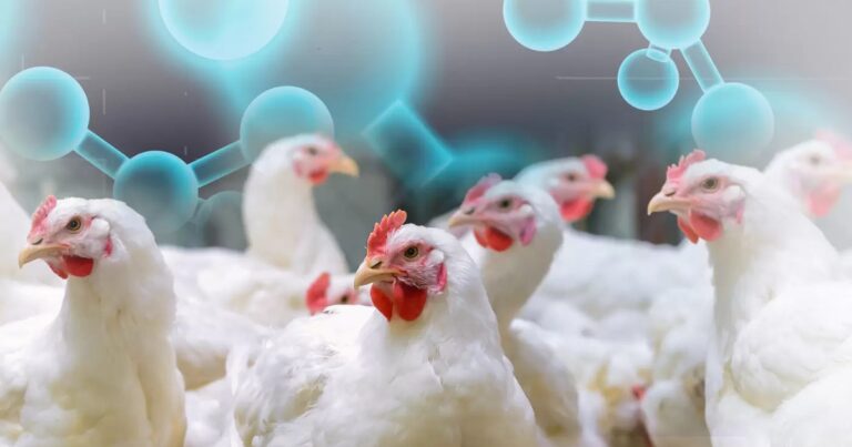 Pesquisa identifica indícios genéticos que podem tornar galinhas mais resistentes à gripe aviária