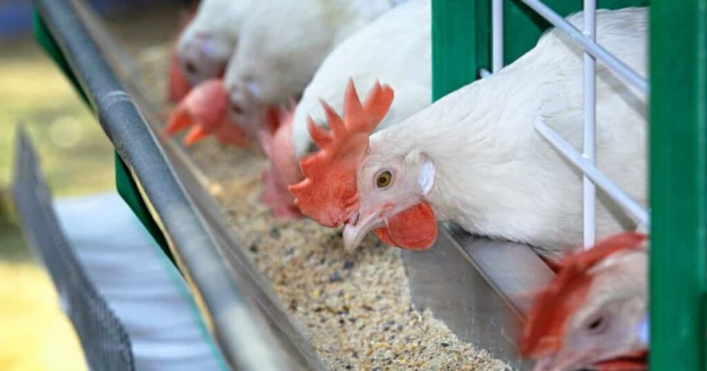 Resistência genética à gripe aviária