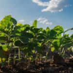 Chuvas de dezembro serão decisivas para o desempenho da safra brasileira de soja