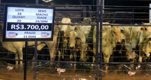 Leilões e eventos fortalecem a pecuária em 2025 e impulsionam expectativas para 2026