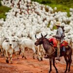 PPM 2024 revela recordes nos principais rebanhos do País