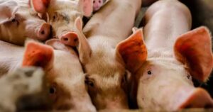 Suínos: exportações recuam forte na semana, enquanto o mercado interno mantém estabilidade nos R$ 8/kg