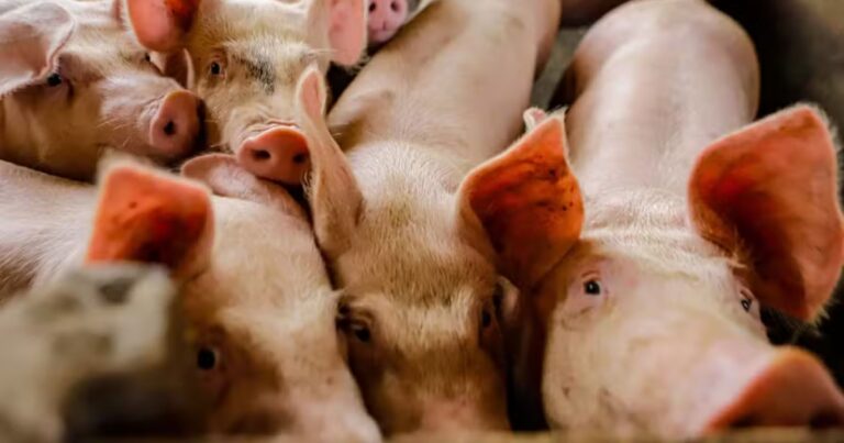 Capa Matéria Mercado Suíno