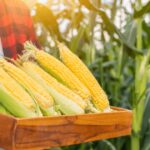 Interesse comprador e retração vendedora mantêm preços do milho em alta