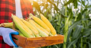 Interesse comprador e retração vendedora mantêm preços do milho em alta