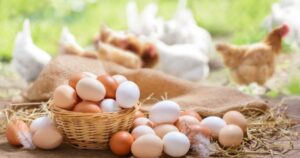 Produção de ovos desacelera e preços seguem pressionados