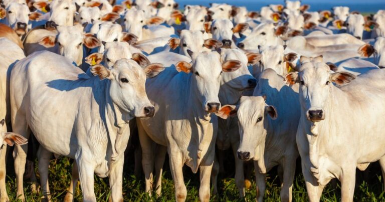 Manejo de pastagens impulsiona avanço da pecuária de baixo carbono
