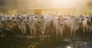 Manejo estratégico no período chuvoso amplia desempenho e rentabilidade na pecuária de corte