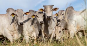 Manejo de pasto e suplementação definem desempenho na pecuária de corte