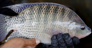 Oferta limitada mantém preços da tilápia em alta em novembro