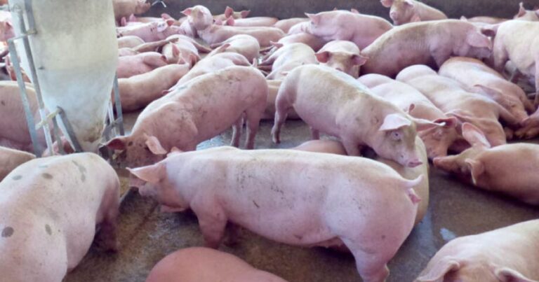 Demanda de fim de ano impulsiona preços da carne suína