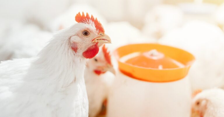 Nutrição adequada garante qualidade óssea e desempenho nas aves de corte