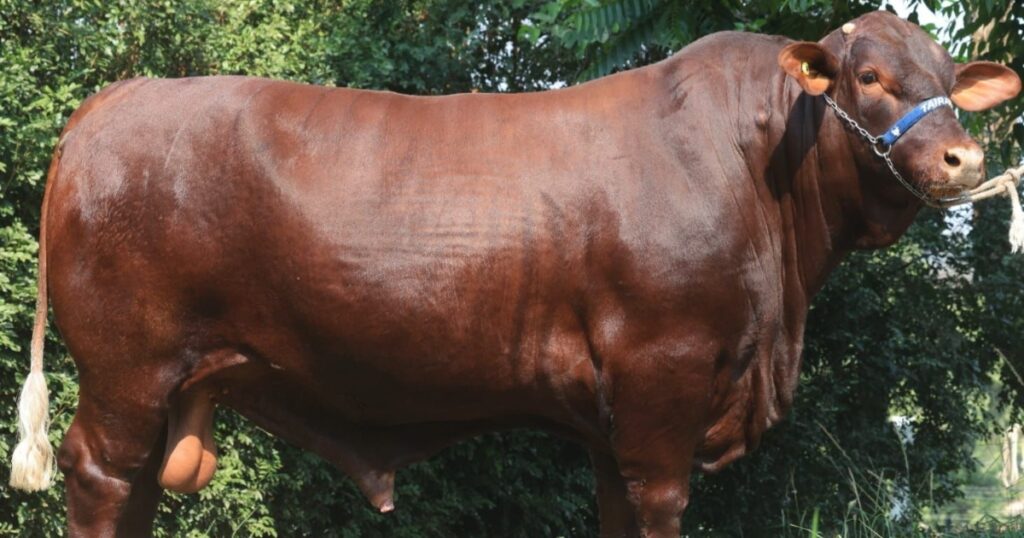 Santa Gertrudis 2025