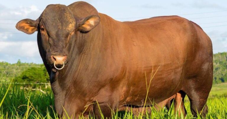 Santa Gertrudis registra alta de 20% em touros nas centrais em 2025