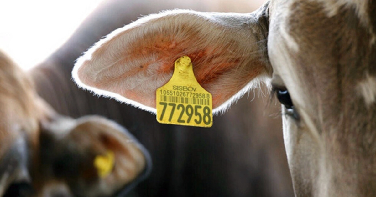 rastreabilidade bovina