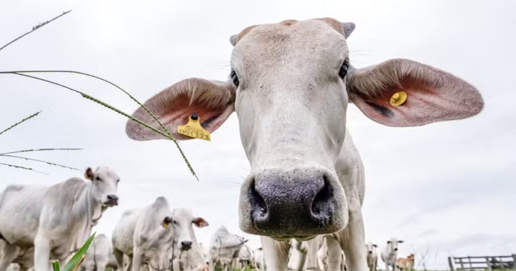 rastreabilidade bovina
