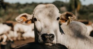 Rastreabilidade ganha força no Pará e aponta caminhos para uma pecuária mais produtiva e sustentável