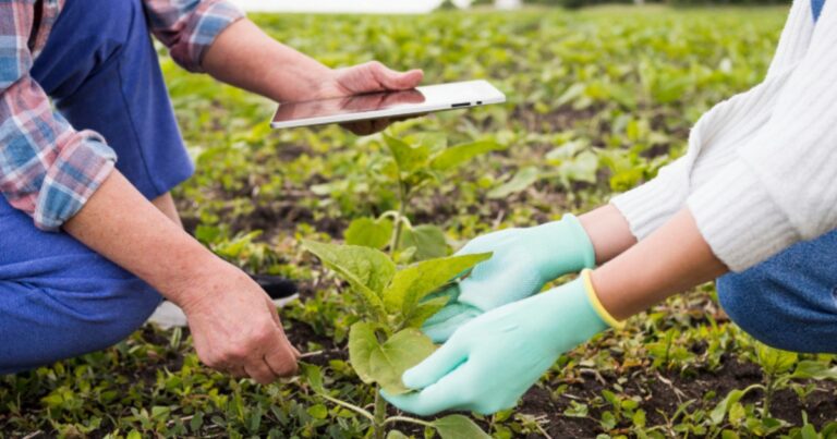 Capa Matéria Rastreabilidade verde