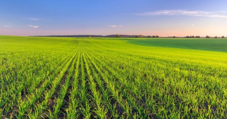 Brasil encerra 2025 com safra recorde, clima desafiador e avanço da agricultura sustentável