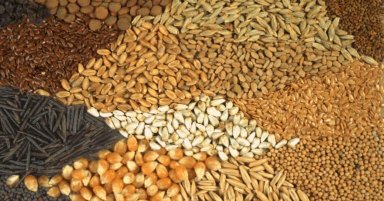 Essencial para alta produtividade, sementes híbridas ainda avançam lentamente na pecuária