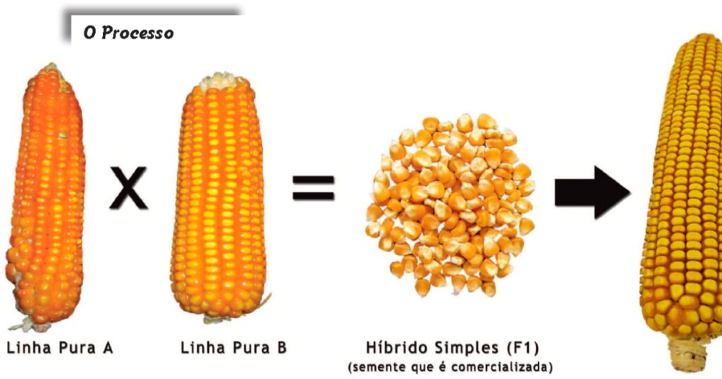 sementes híbridas na pecuária