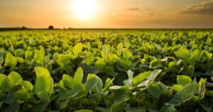 Negociações da soja começam dezembro em ritmo lento