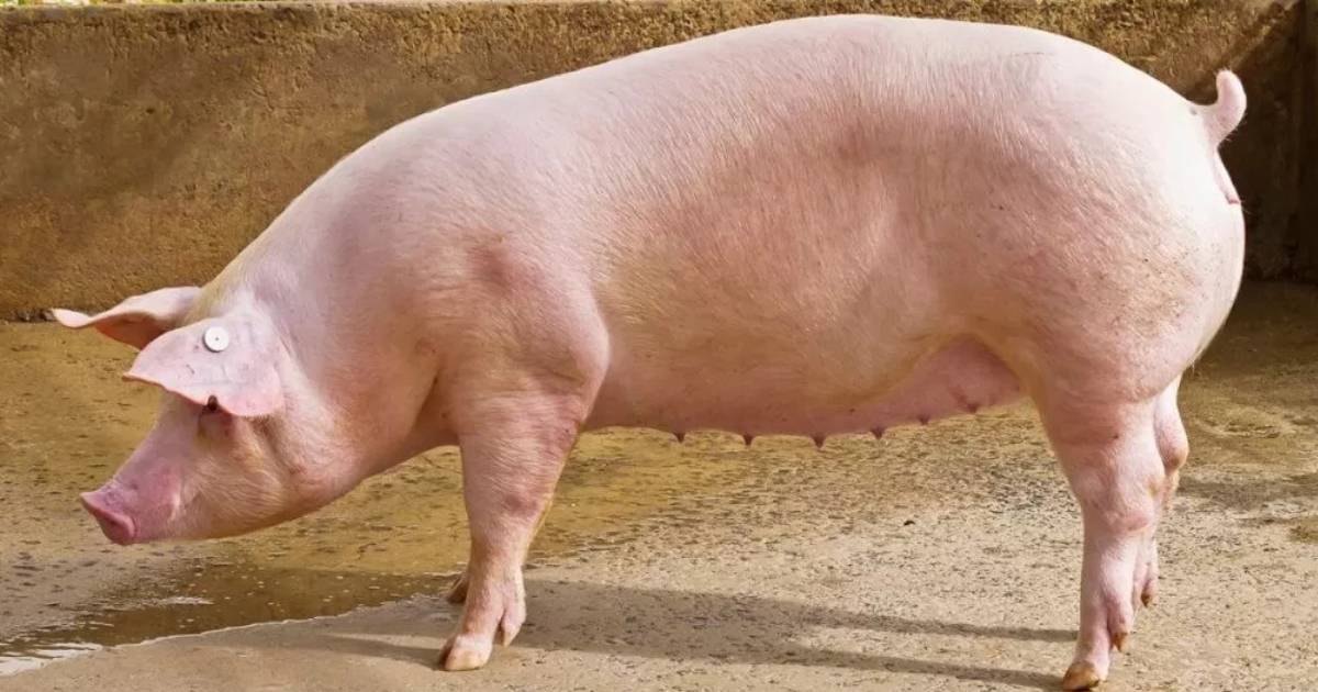 mercado de suínos 2025